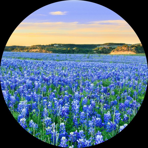 purplefields
